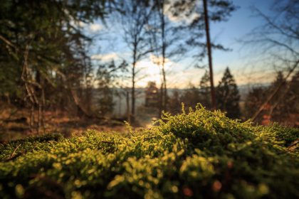 Green burials