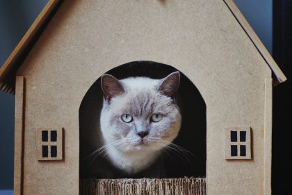 a cat sitting in a cat house, representing the renovation contract mentioned in the blog