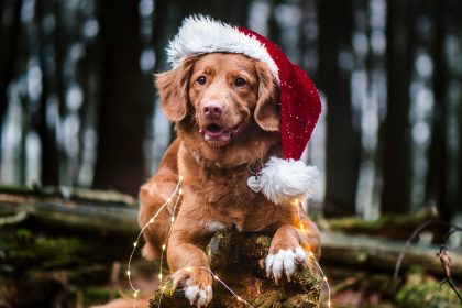 Dog wearing a santa hat on a log in the forest - How to save money this holiday season