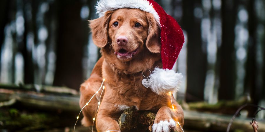 Dog wearing a santa hat on a log in the forest - How to save money this holiday season