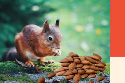 A squirrel stands over a pile of nuts. Image for a blog post on 3 simple steps to create a budget.