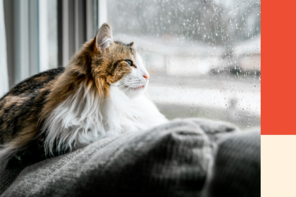 A cat sits on the back of a couch looking out the window. Image for a blog post on how to save for a rainy day.