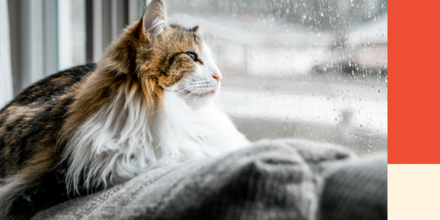 A cat sits on the back of a couch looking out the window. Image for a blog post on how to save for a rainy day.