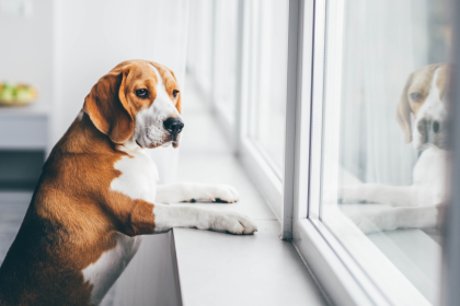 Dog looking out window, waiting for a package. Online orders: who is responsible when your package doesn't arrive?