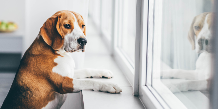 Dog looking out window, waiting for a package. Online orders: who is responsible when your package doesn't arrive?